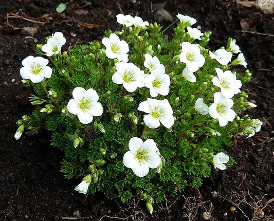 Saxifraga 'Alpino White' Saxifrage