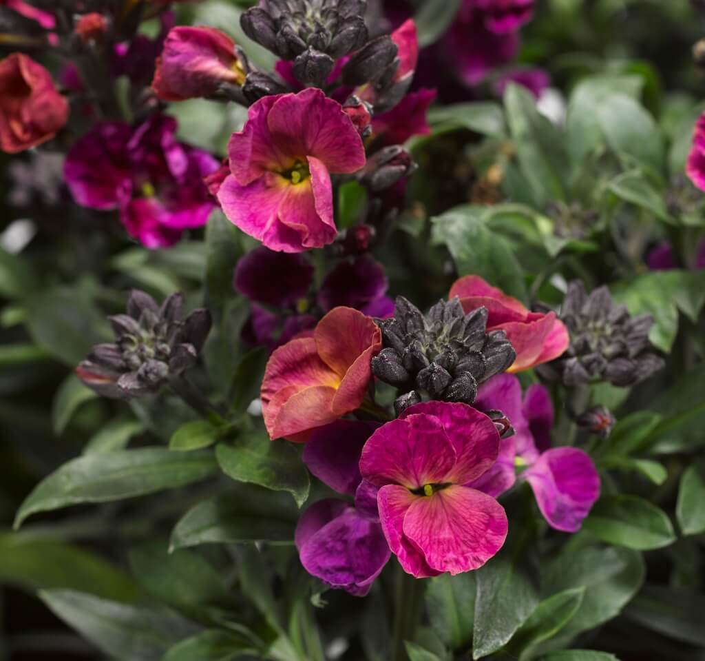Erysimum 'Erysistible Magenta’ Wallflower