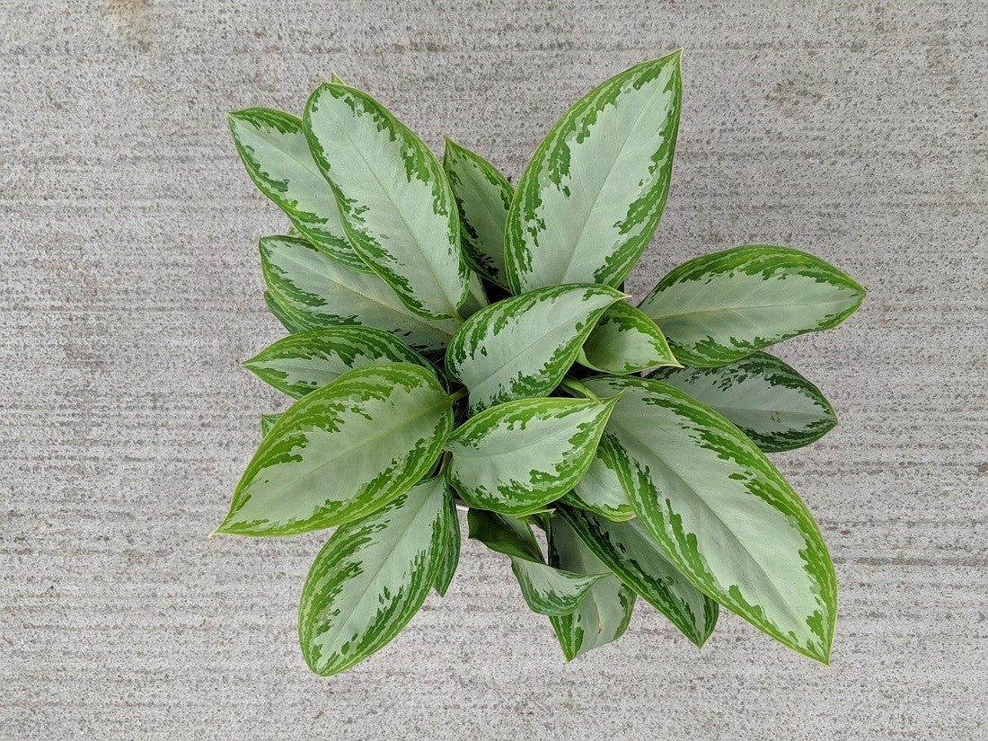 Aglaonema Leprechaun Tropical Houseplant