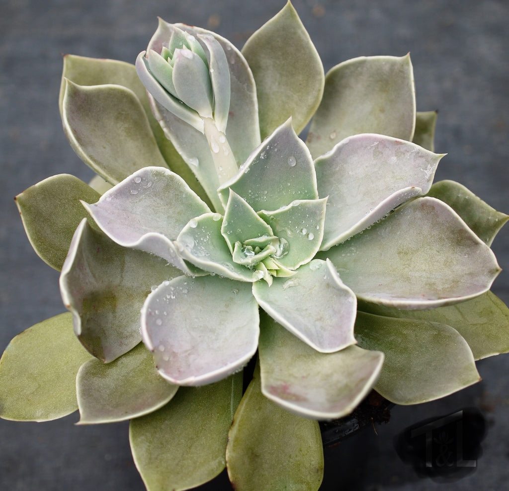 Echeveria strictiflora Succulent