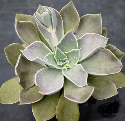 Echeveria strictiflora Succulent