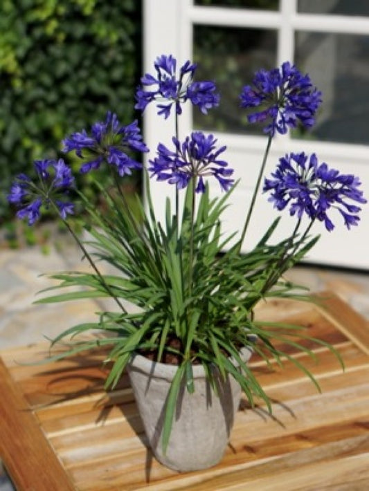 Agapanthus 'Brilliant Blue' African Lily
