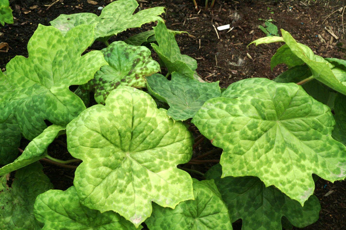 Podophyllum 'Spotty Dotty' Hybrid May Apple