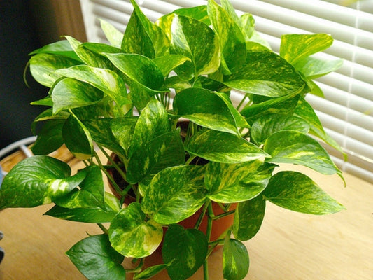 Epipremnum aureum Pothos