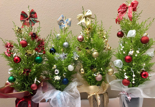 Holiday Tabletop Decorated Mini Live Christmas Tree