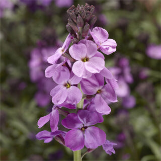 Erysimum ‘Super Bowl Mauve’ Wallflower