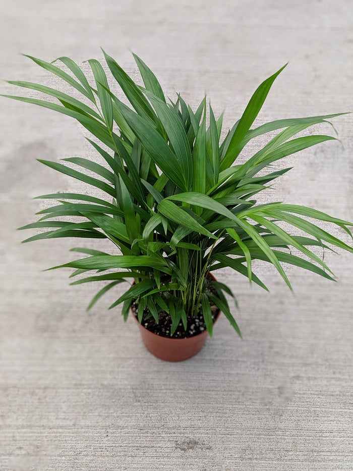 Areca Palm Tropical Houseplant