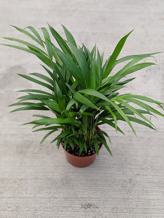 Areca Palm Tropical Houseplant