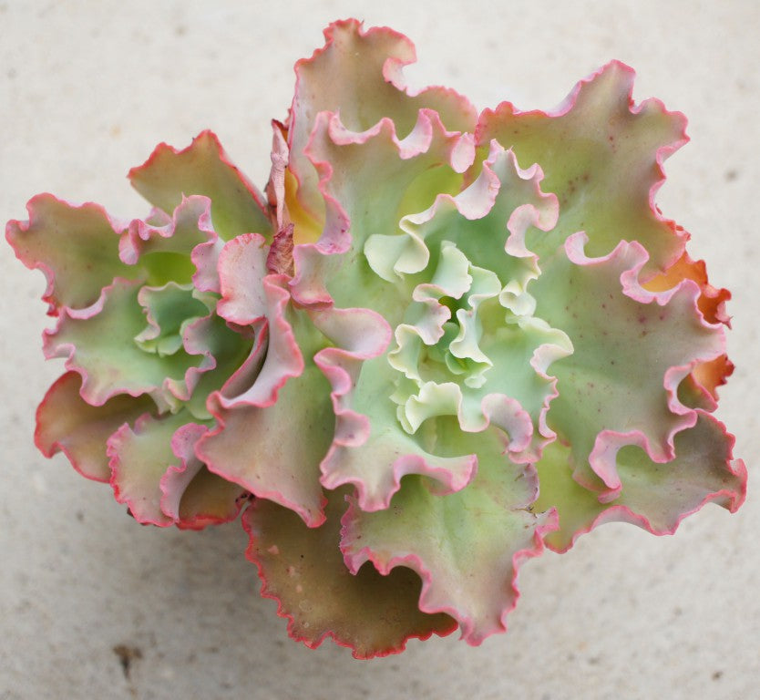 Echeveria crenulata Succulent
