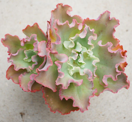 Echeveria crenulata Succulent