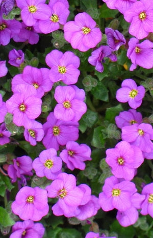 Aubrieta 'Axcent Antique Rose' Rock Cress