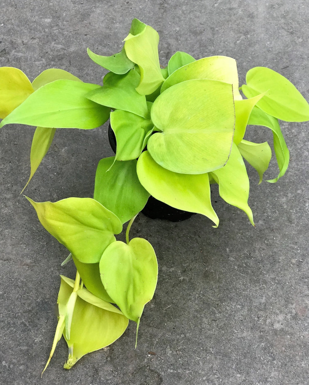 Philodendron c. 'Lemon Lime' Heart-Leaf Ivy Plant