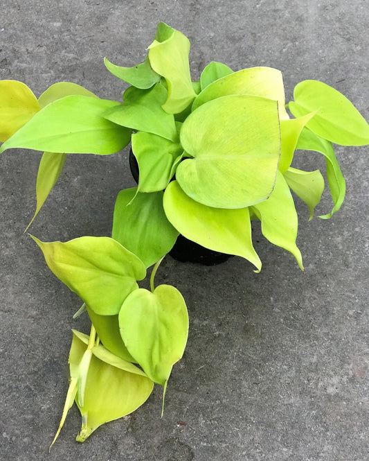 Philodendron c. 'Lemon Lime' Heart-Leaf Ivy Plant