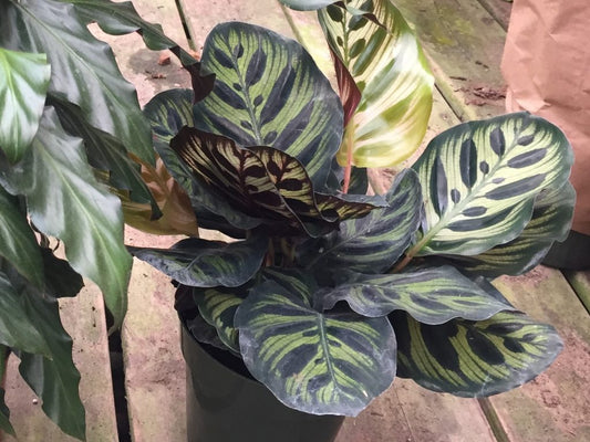 Calathea Makoyana Peacock Plant Tropical Houseplant