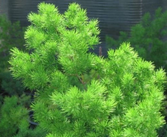 Asparagus Retrofactus Fern Tropical Houseplant