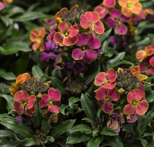 Erysimum 'Erysistible Tricolor' Wallflower