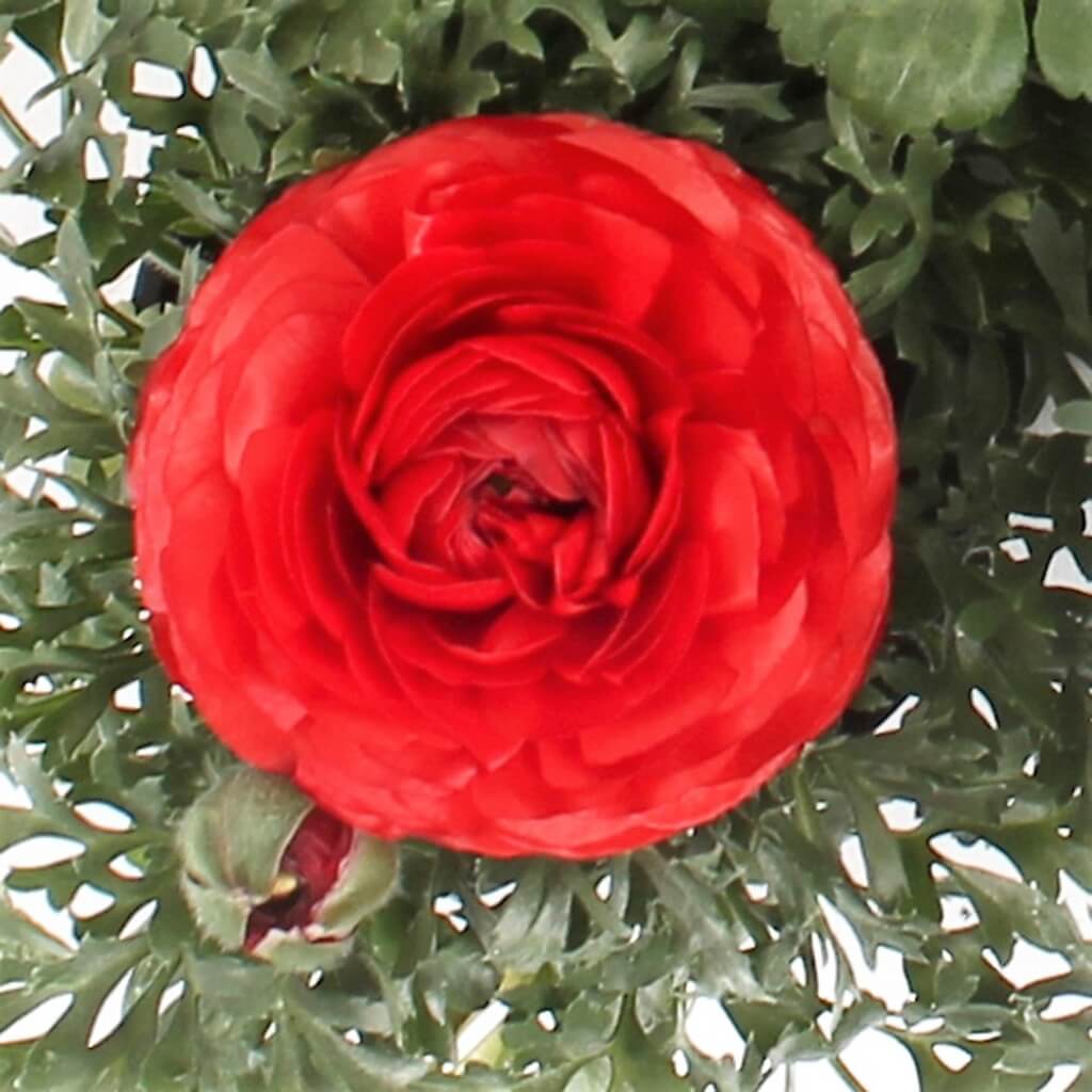 Ranunculus 'Sprinkles Red' Persian Buttercup