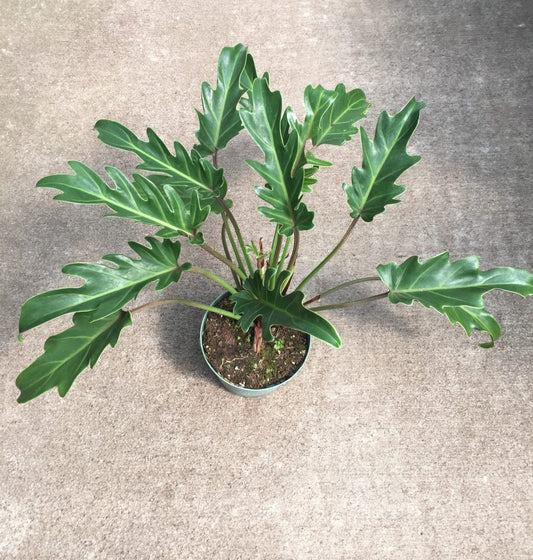Philodendron Xanadu Tropical Houseplant