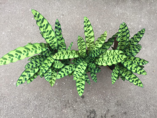 Calathea Lancifolia Rattlesnake Plant Tropical Houseplant