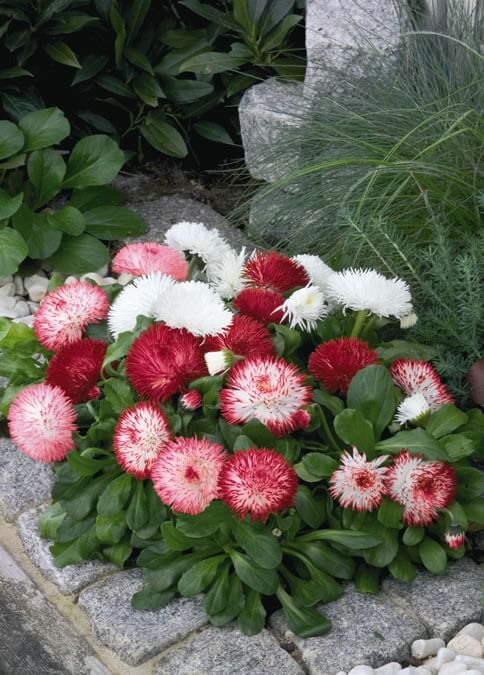 Bellis p. 'Habanera Mix' English Daisy