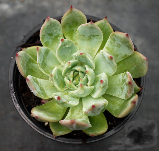 Echeveria parva Succulent