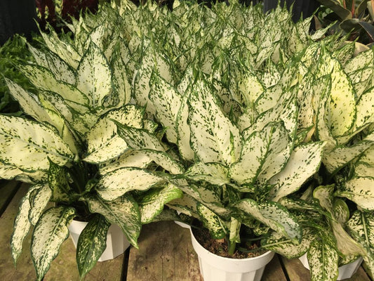 Aglaonema ‘First Diamond’ Tropical Houseplant