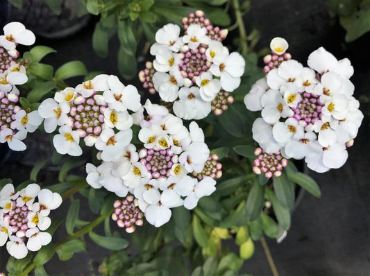 Iberis sempervirens 'Masterpiece' Candytuft