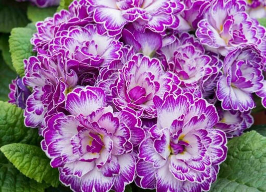 Primula BELARINA 'Lively Lilac' Double Primrose