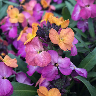 Erysimum 'Erysistible Sunset’ Wallflower