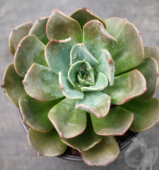 Echeveria 'Princess Blue' Succulent