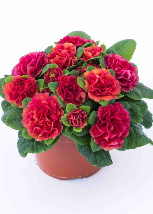 Primula BELARINA ‘Carmen’ Double Primrose