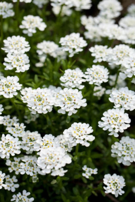 Iberis sempervirens 'Snowsation' Candytuft