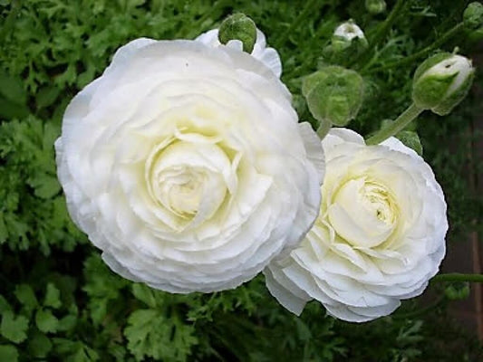 Ranunculus 'Sprinkles White' Persian Buttercup