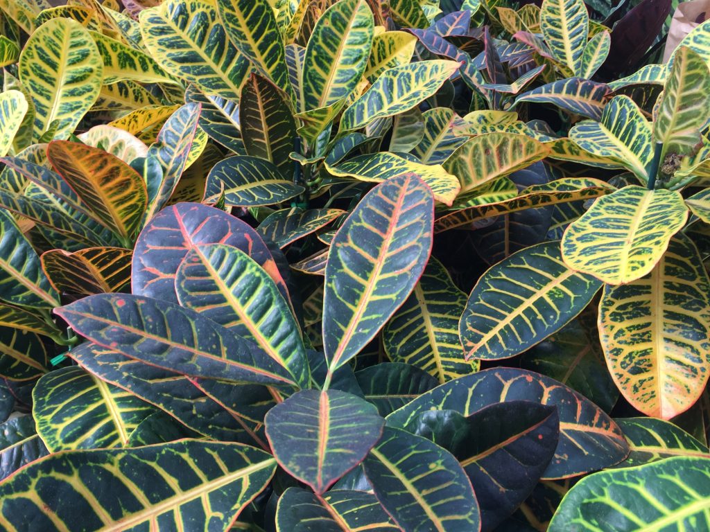 Croton Tropical Houseplant