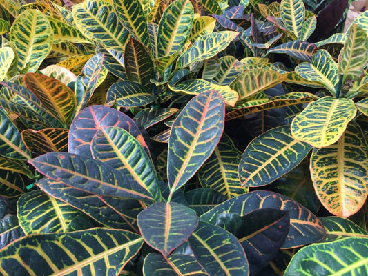 Croton Tropical Houseplant