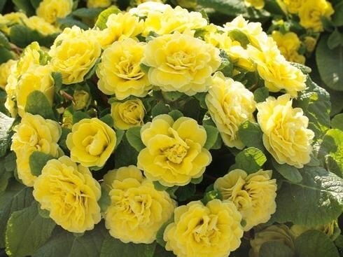 Primula BELARINA 'Buttercup' Double Yellow Primrose