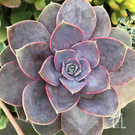 Echeveria 'Perle Von Nurnberg' Succulent
