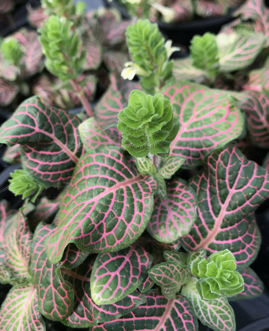 Fittonia 'Josan' mini Nerve Plant