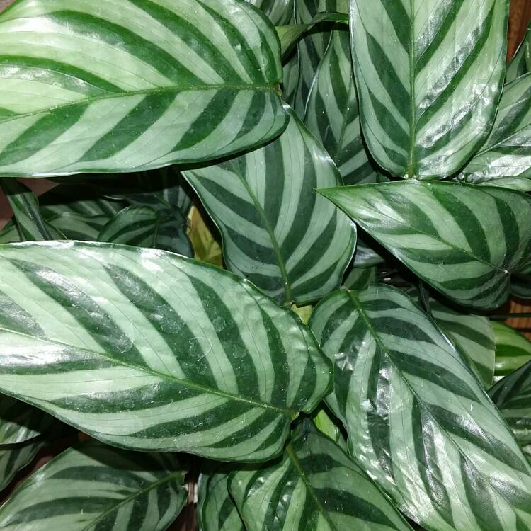 Calathea Concinna ‘Freddy’ Tropical Houseplant