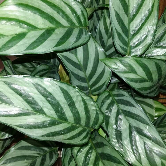 Calathea Concinna ‘Freddy’ Tropical Houseplant