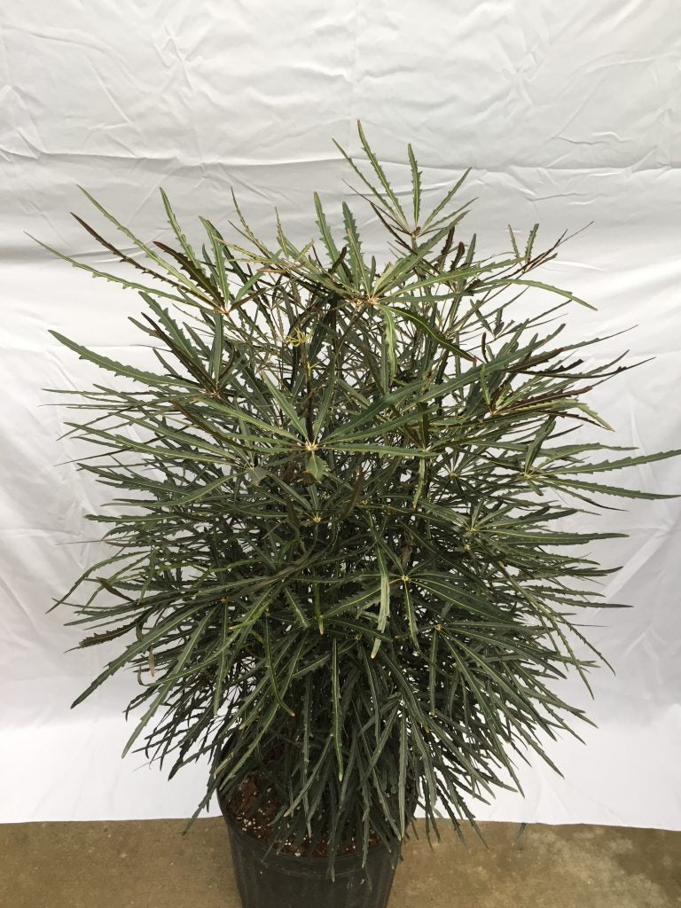 False Aralia Tropical Houseplant