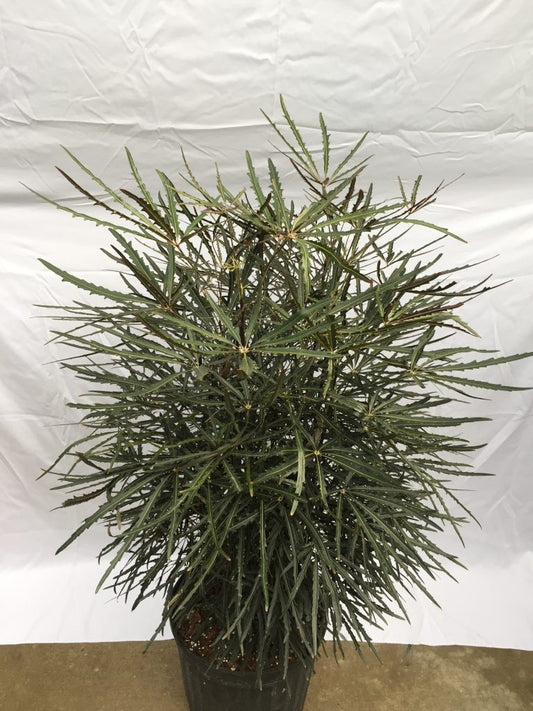 False Aralia Tropical Houseplant