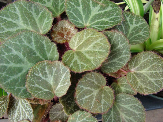 Saxifraga stolonifera Strawberry Begonia Tropical Houseplant
