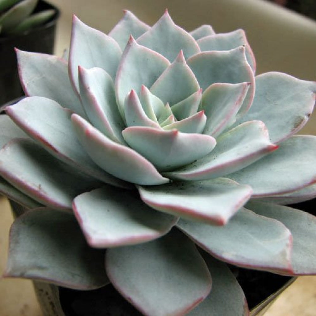 Echeveria subsessiliss Blue