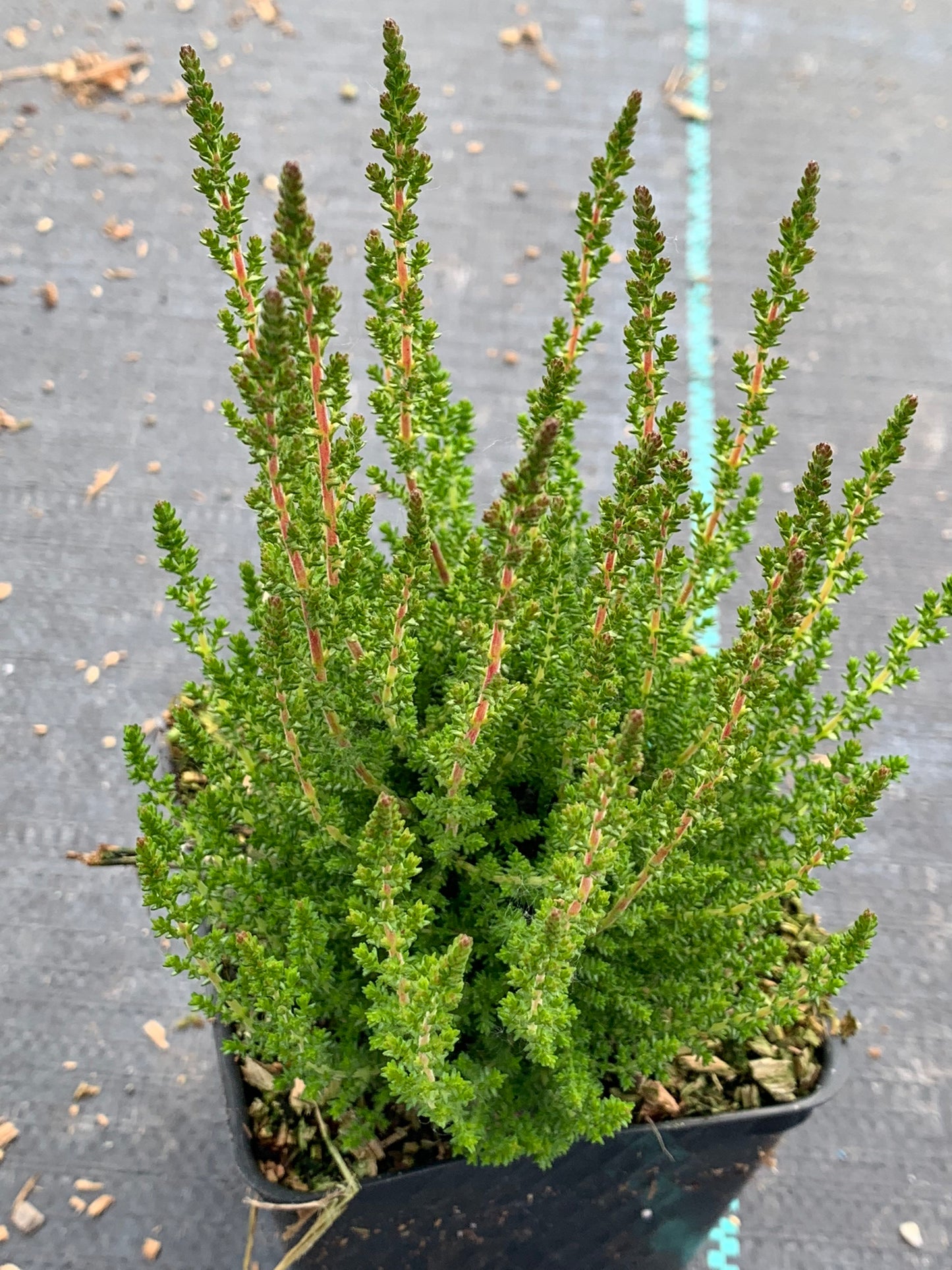 Calluna ‘Dark Beauty’ Heather 3 Pack