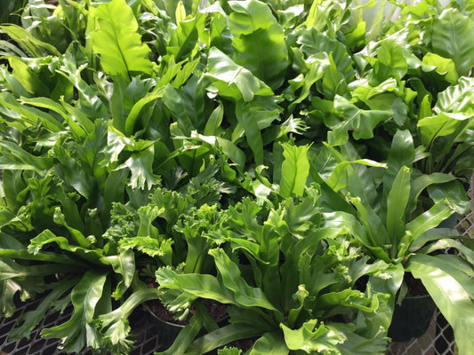 Bird’s Nest Fern assorted Tropical Houseplant