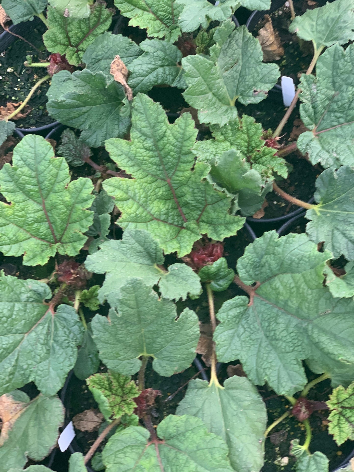 Dinosaur Food/Giant Rhubarb