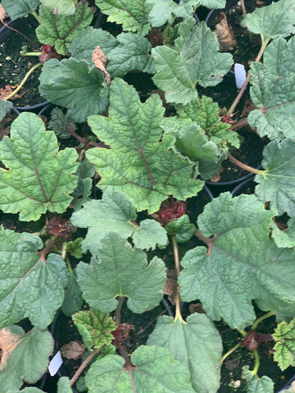 Dinosaur Food/Giant Rhubarb