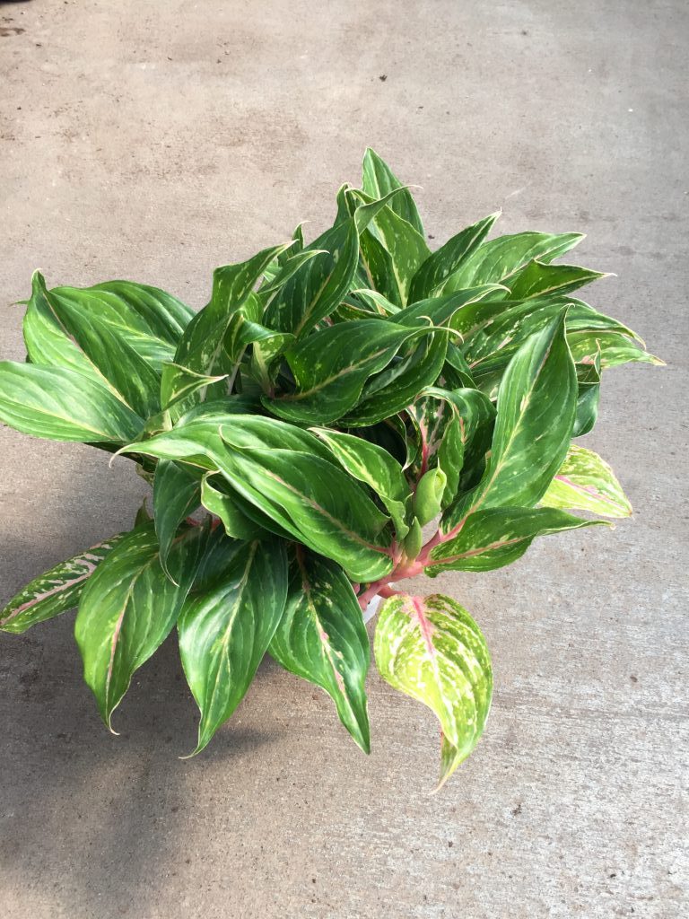 Aglaonema ‘Butterfly’ Tropical Houseplant