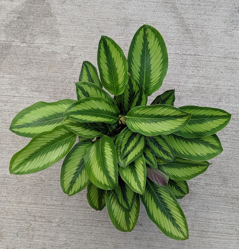 Calathea Beauty Star Tropical Houseplant